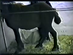 Brown pony became her fuck buddy